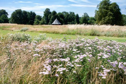 Wildflowers